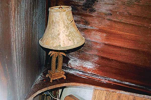Mold Growth in the Cabin
