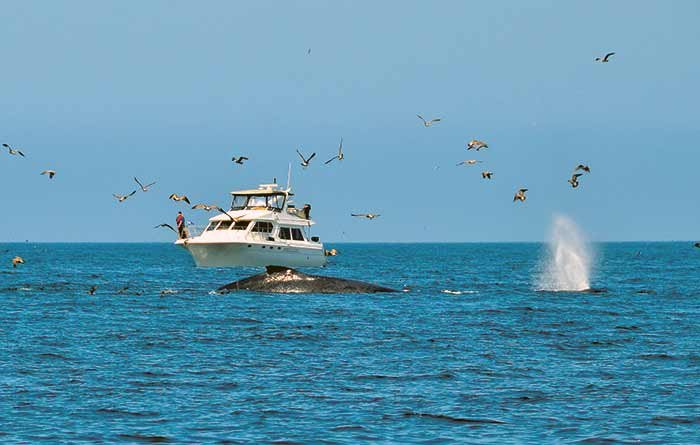 Lifestyle Finalist, Humpbacks to Port by Keith Miller
