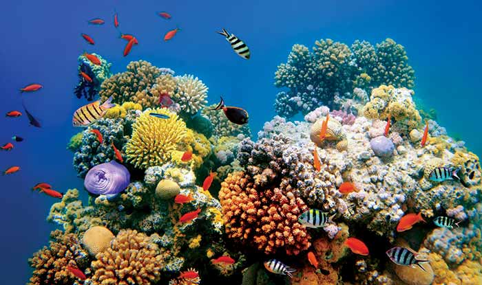 Coral reef