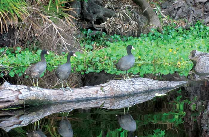 American coots