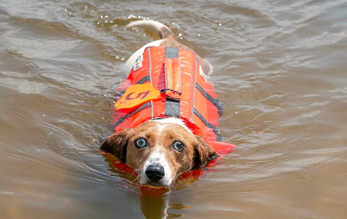 Pretzel swimming in life jacket